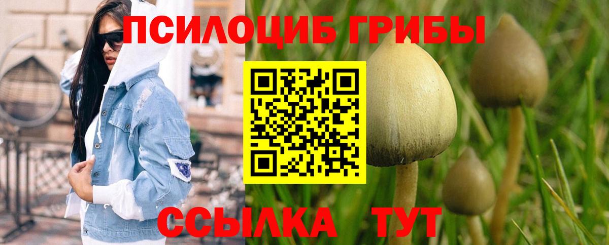 Галлюциногенные грибы Psilocybe Владимир